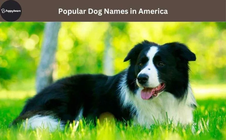 Chó Border Collie nằm trên bãi cỏ xanh dưới ánh nắng