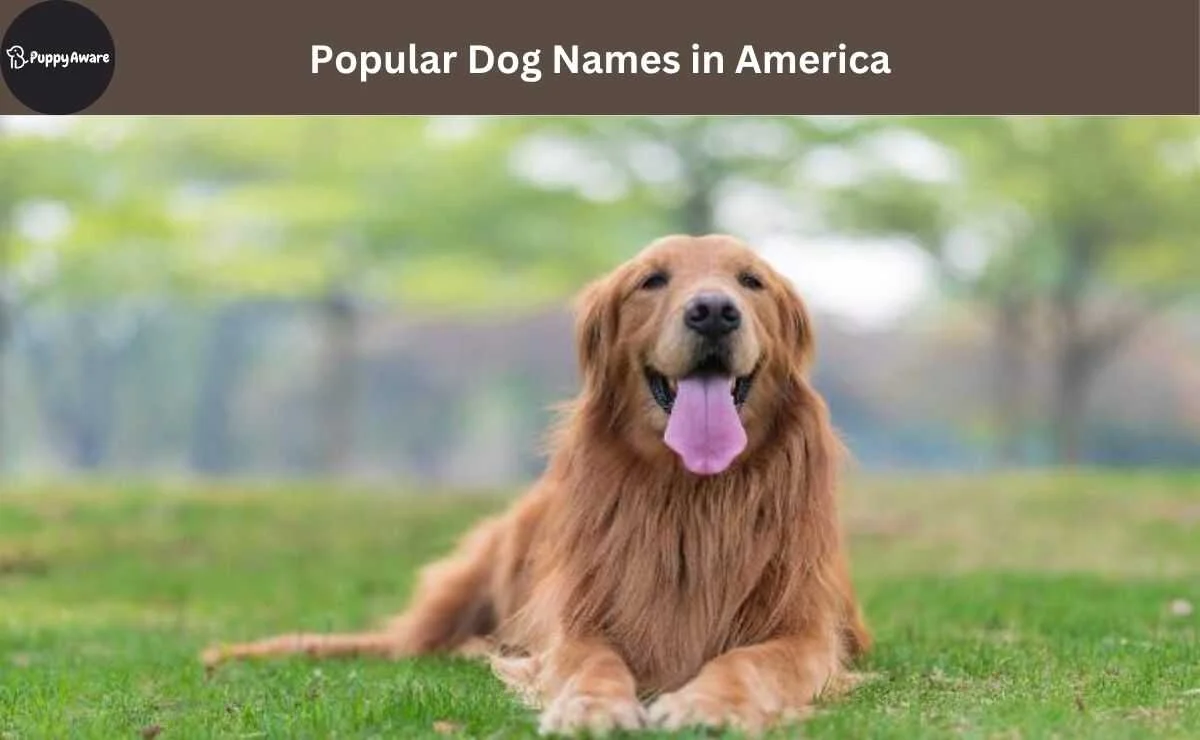 Chó Golden Retriever ngồi trên bãi cỏ xanh trong công viên