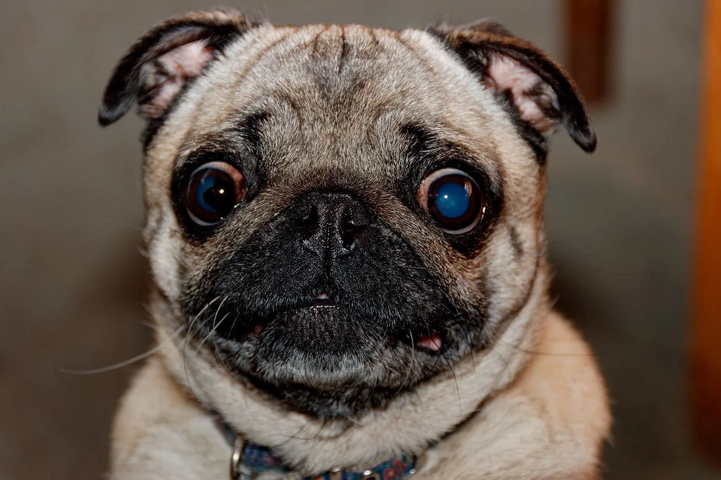 Chú chó pug nằm nhìn máy ảnh với biểu cảm hài hước