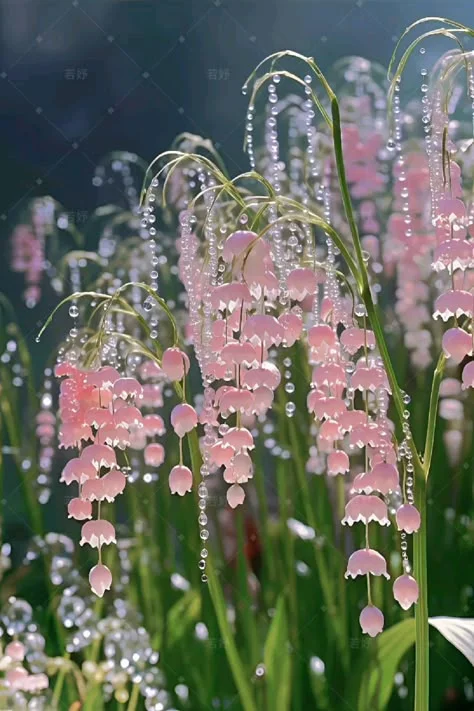Khám phá 18 ý tưởng hoa linh lan và thực vật | hoa tulip, hình nền hoa, hoa đẹp và các ý tưởng khác