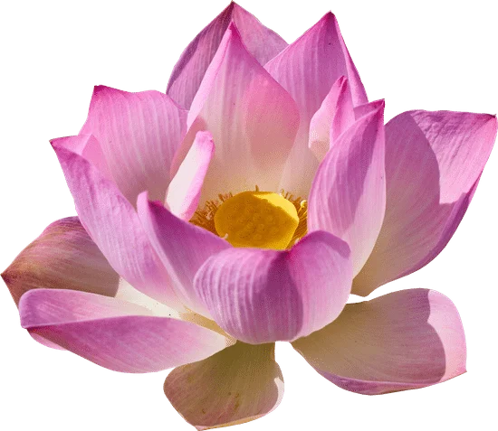 Hình Ảnh Hoa sen đen | Canva